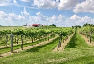 Rows of grape vines grow alongside a sloping hill, with the red roof of Boucherie Winery in the background.