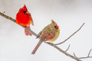 Two cardinals perched on a limb in the middle of winter, photo by Chuck Summers.