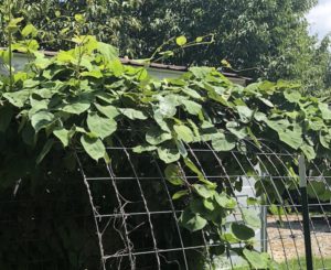 Wild kiwi vine climbing a wire fence at High Hill Orchard + Farm