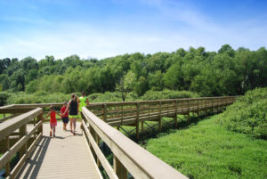 A family of four walk along a raised boardwalk while holding hands at Audubon Wetlands Boardwalk.