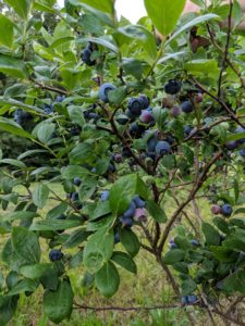 Pick your own blueberry bushels at High Hill Orchard + Farm