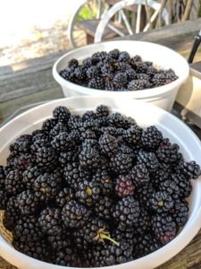 Blackberries by the bushel at High Hill Orchard + Farm