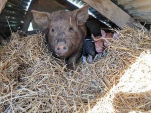 Mama pig and three piglets nestled in hay at High Hill Orchard + Farm