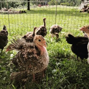 Young turkey chicks at High Hill Orchard + Farm