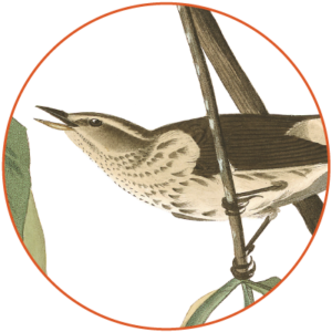 louisianawaterthrush1