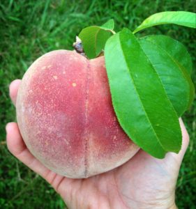 Farm produce is pesticide and herbicide free at High Hill Orchard + Farm