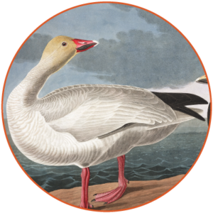 snowgoose1