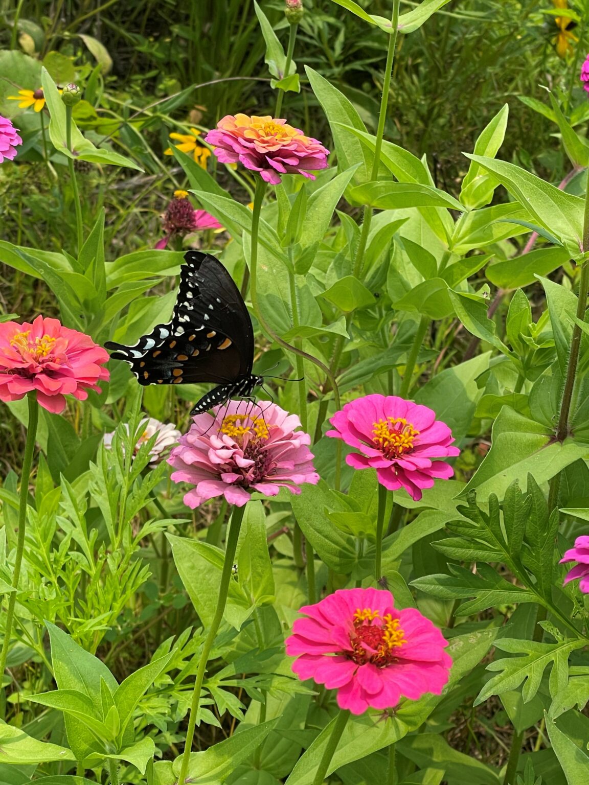 wetland pollinator field
