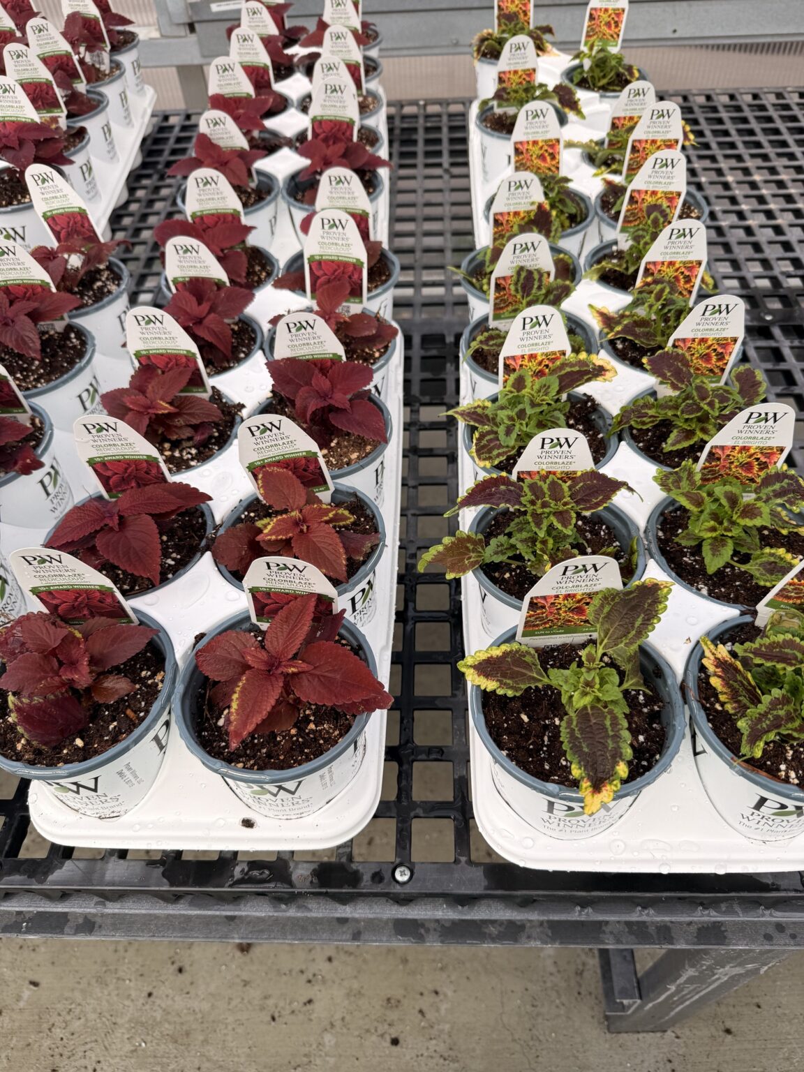 648682862_1421381900023657_8996441070405868871_n